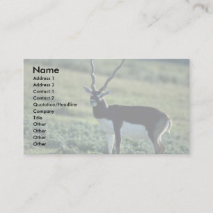 Blackbuck antilop visitkort
