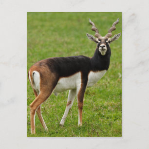Blackbuck Male Antelope Vykort