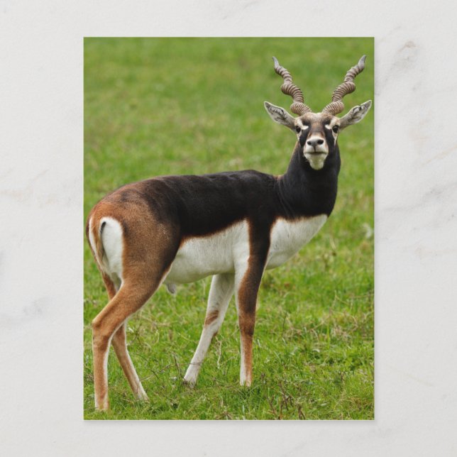 Blackbuck Male Antelope Vykort (Framsida)