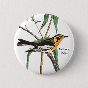 Blackburnian Warbler, Audubon, Wildlife Birder Knapp