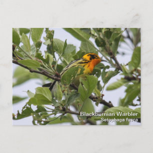 Blackburnian Warbler Vykort