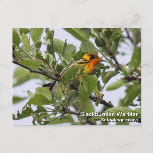 Blackburnian Warbler Vykort (Framsida)