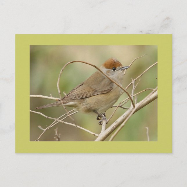 Blackcap Vykort (Framsida)