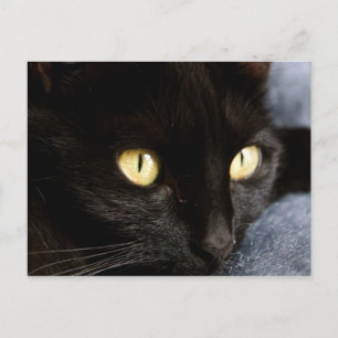 Blackcat Vykort