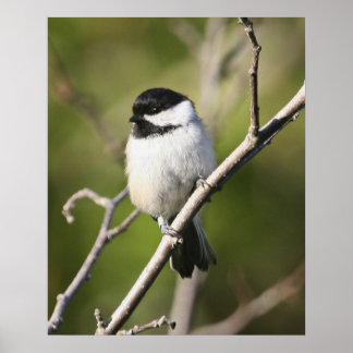 Blackcsted Chickadee Poster