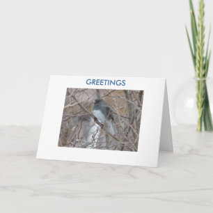 Blackeyed Junco, HÄLSNINGAR som är tänkande av dig Kort