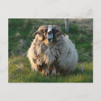 Blackface Sheep, Isle of Lewis, Outer Hebrides, Sc Vykort