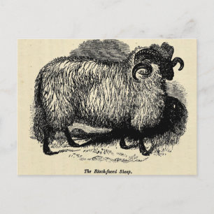 Blackface Sheep Vykort