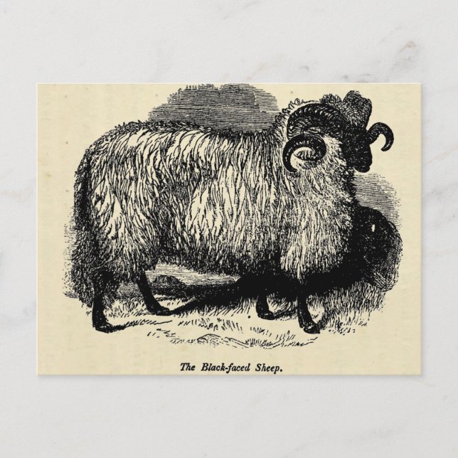 Blackface Sheep Vykort (Framsida)