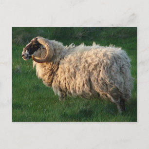 Blackfacefår, Isle av Lewis, yttre Hebrides Vykort