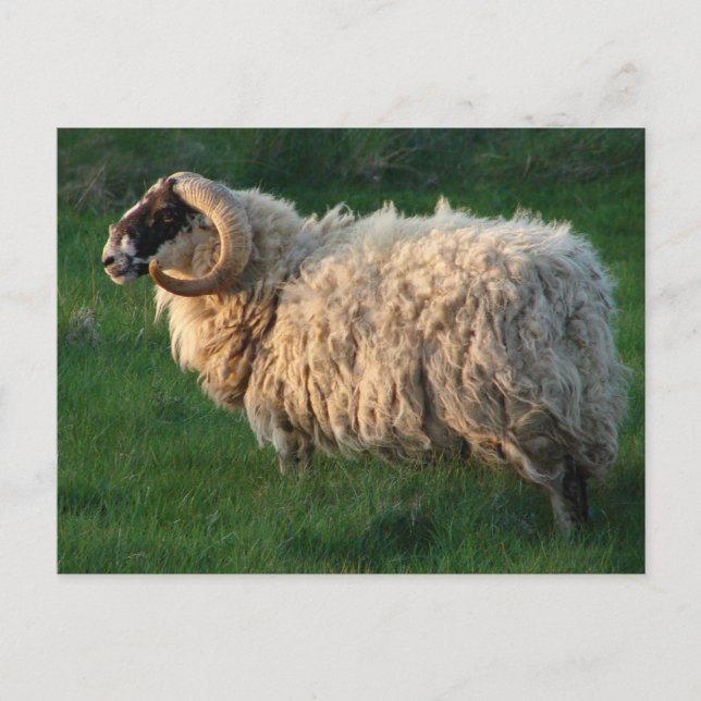 Blackfacefår, Isle av Lewis, yttre Hebrides Vykort (Framsida)