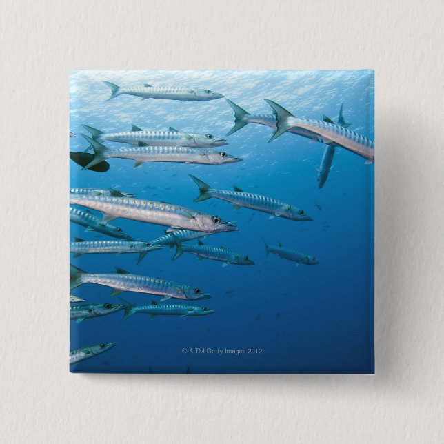 Blackfin Barracuda Knapp (Framsida)