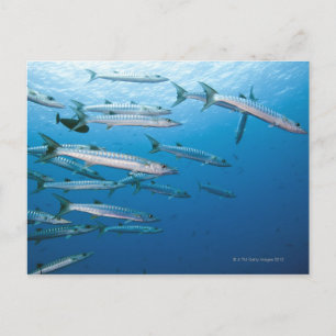Blackfin Barracuda Vykort