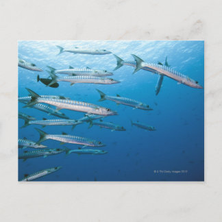 Blackfin Barracuda Vykort