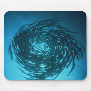 Blackfin barracudasimning cirklar in musmatta
