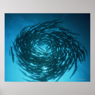 Blackfin barracudasimning cirklar in poster