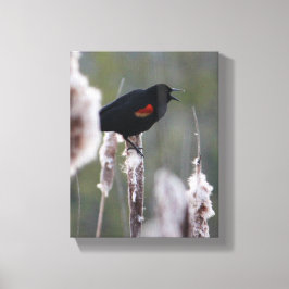 Bläckfisk (Agelaius phoeniceus) Canvastryck