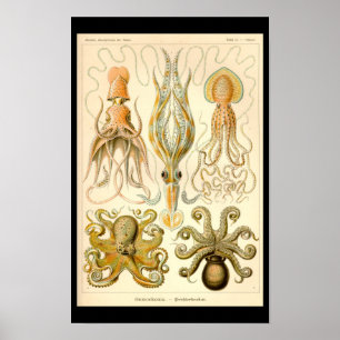 Bläckfisk Åttaarmad bläckfisk Kalmar Marin Natur Poster