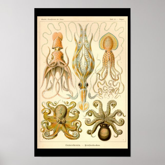 Bläckfisk Åttaarmad bläckfisk Kalmar Marin Natur Poster (Framsidan)