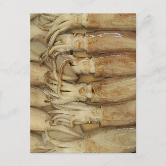 Bläckfisk - Calamari Vykort (Framsida)