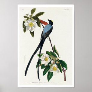 Bläckfisk från Audubon Poster