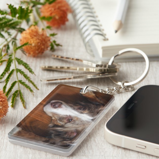 Bläckfisk från australian shepherd (Högra Framsidan)