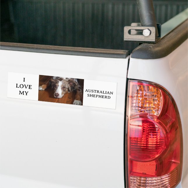 Bläckfisk från australian shepherd bildekal (På lastbil)