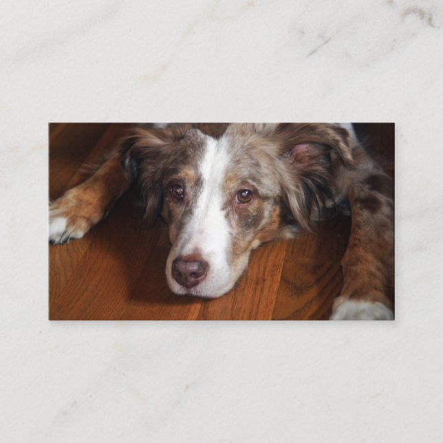 Bläckfisk från australian shepherd visitkort (Framsida)