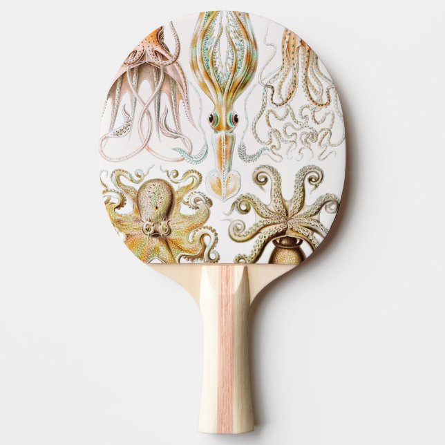 Bläckfisk, Gamochonia av Ernst Haeckel Pingisracket (Framsidan)