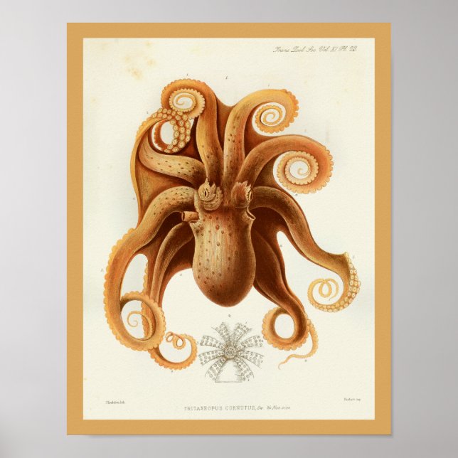Bläckfisk Orange Cephalopod Sea CreatArt Skriv ut Poster (Framsidan)