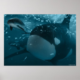 Bläckfisk Poster