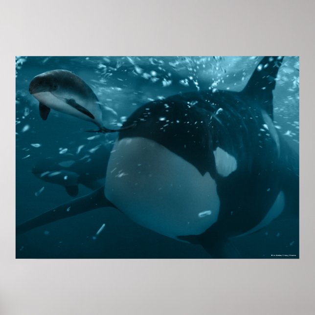 Bläckfisk Poster (Framsidan)
