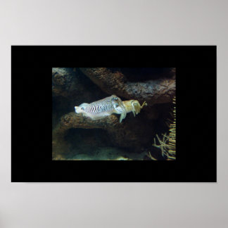 bläckfisk poster