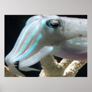 Bläckfisk Poster