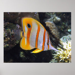 Bläckfisk Poster
