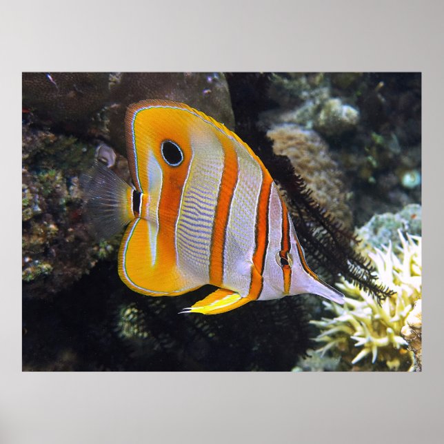 Bläckfisk Poster (Framsidan)