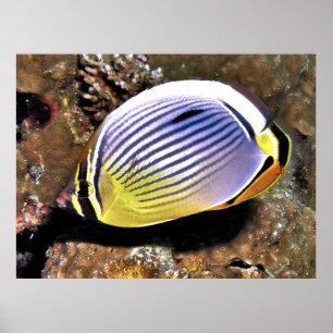 Bläckfisk Poster