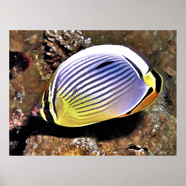 Bläckfisk Poster (Framsidan)