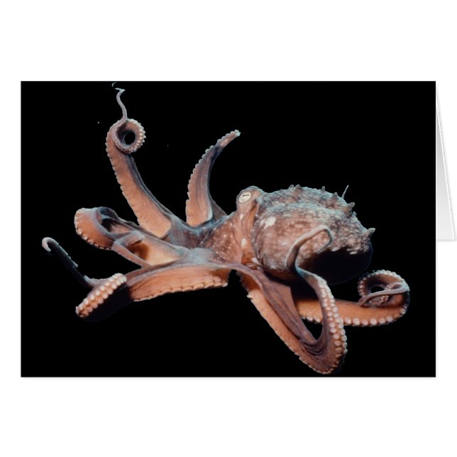 Bläckfisk-Vild Thang Hälsningskort (Framsidan Horizontal)