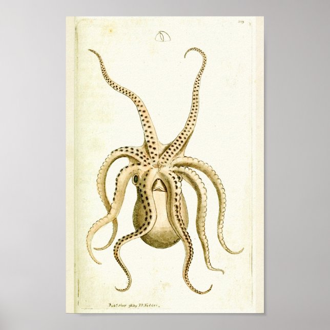 Bläckfisk Vintage Cephalopod Sea CreatArt Skriv ut Poster (Framsidan)