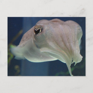 bläckfisk vykort