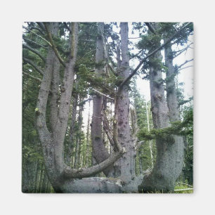 Bläckfiskträdet, Cape Meares, Oregon Magnet