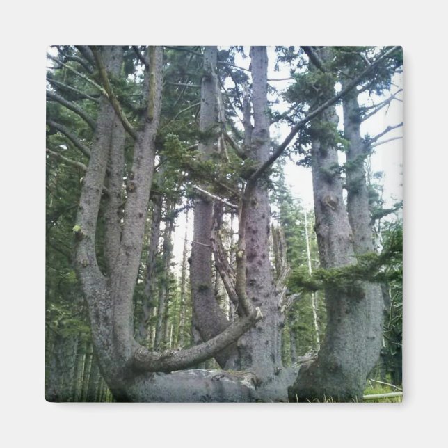 Bläckfiskträdet, Cape Meares, Oregon Magnet (Framsidan)