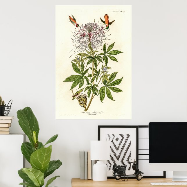 Bläckhalsad Hummingbird Poster (Hemmakontoret)