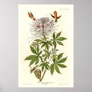 Bläckhalsad Hummingbird Poster