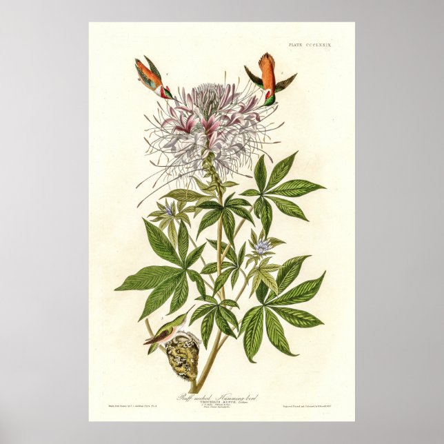 Bläckhalsad Hummingbird Poster (Framsidan)