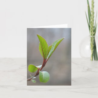 Blackhaw Notecard Kort