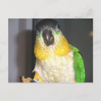 Blackhead Caique Vykort