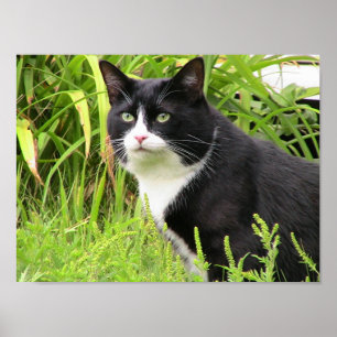 Blackie on Alert Poster
