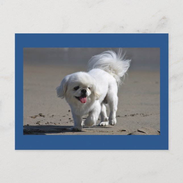Bläckkort för peppin-Hund i Pekingese Vykort (Framsida)